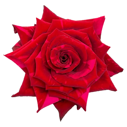 Red Rose Panther1