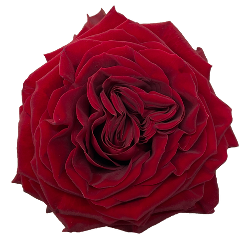 Red Roses - Hearts1