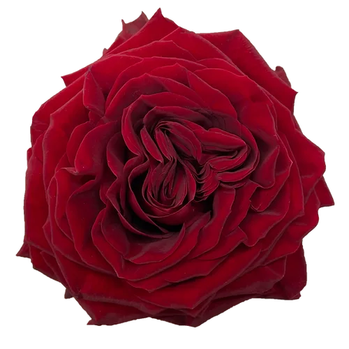 Red Roses - Hearts1