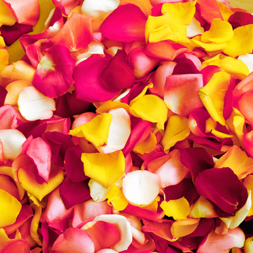 Rose Petals Assorted Colors1