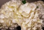 bulk white hydrengia flowers