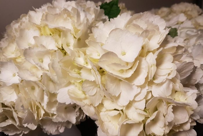 bulk white hydrengia flowers