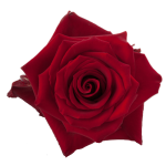 Explorer Red Rose1
