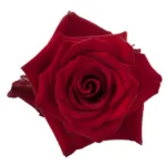 Explorer Red Rose11