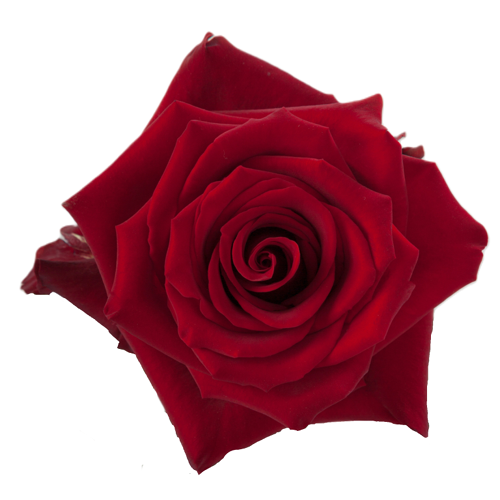 Explorer Red Rose1