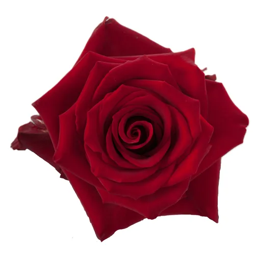 Explorer Red Rose11