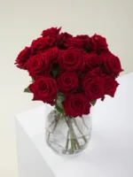 Explorer Red Rose 11