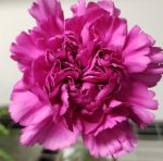 Chrysanthemum Spray Novelty