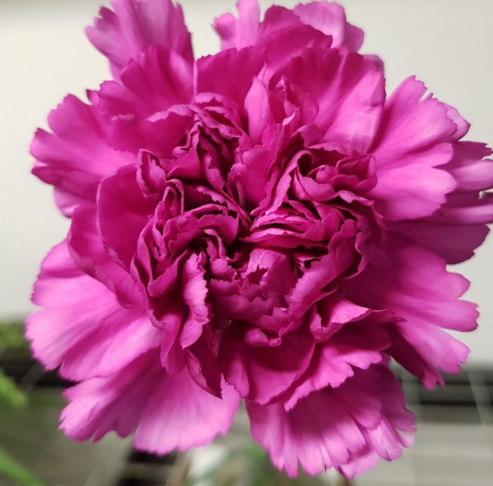 Chrysanthemum Spray Novelty