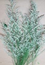 limonium