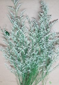 limonium