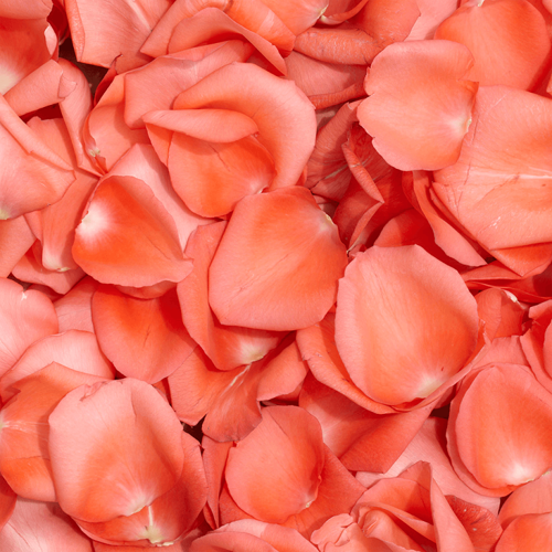 Orange Rose Petals1