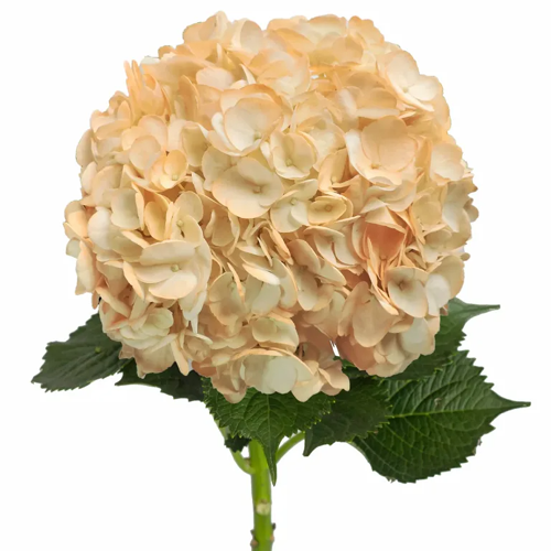 Hydrangea Flower - Peach