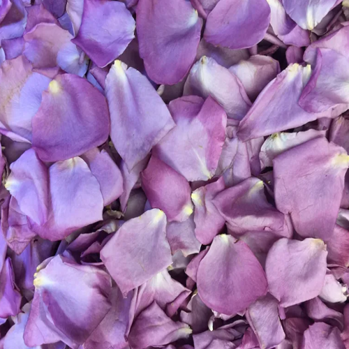 Lavender Rose Petals1