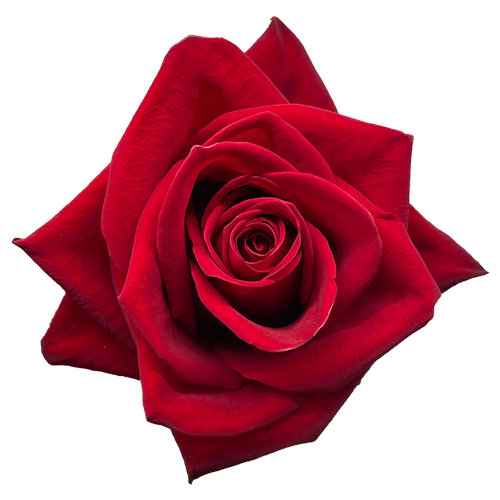 Red Rose Finally1