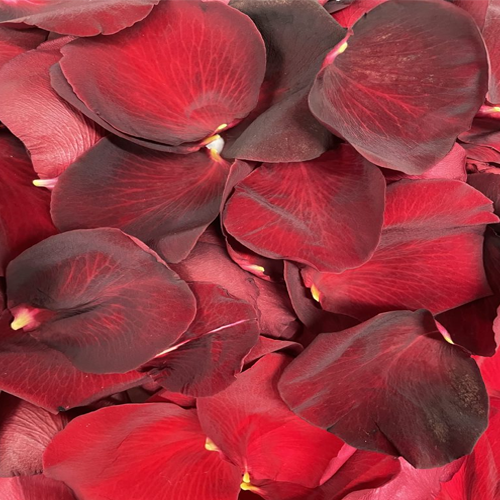 Red Rose Petals1