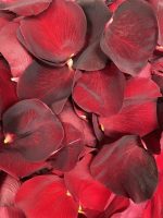 Red Rose Petals