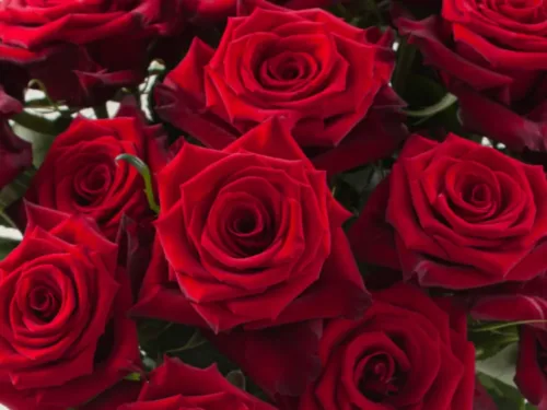 Explorer Red Rose 11