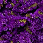 Statice Purple
