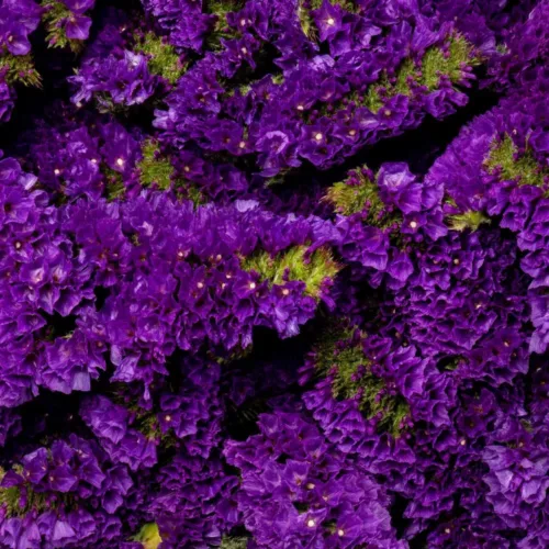 Statice Purple