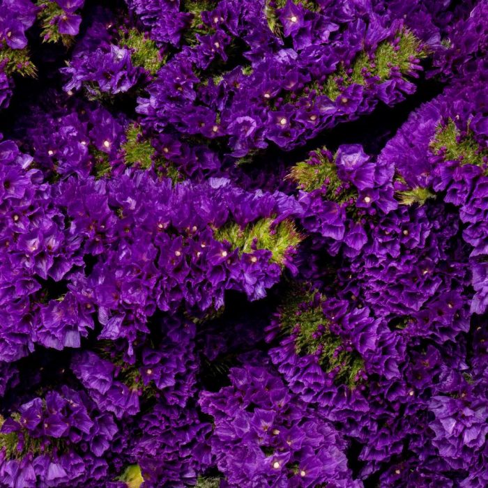 Statice Purple