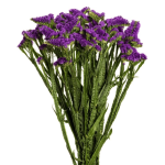 Statice Purple1