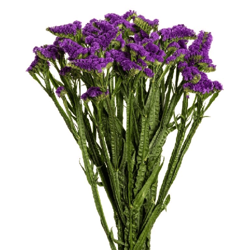 Statice Purple1