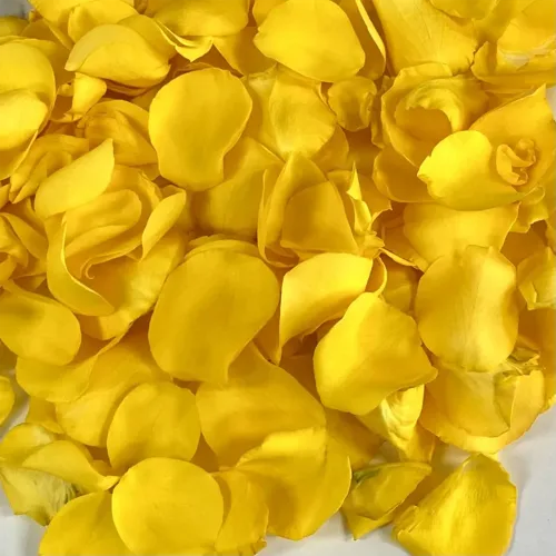 Yellow Rose Petals1