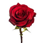 Bulk 'Lady in Red' Rose