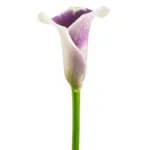 Cala Lily Bicolor11