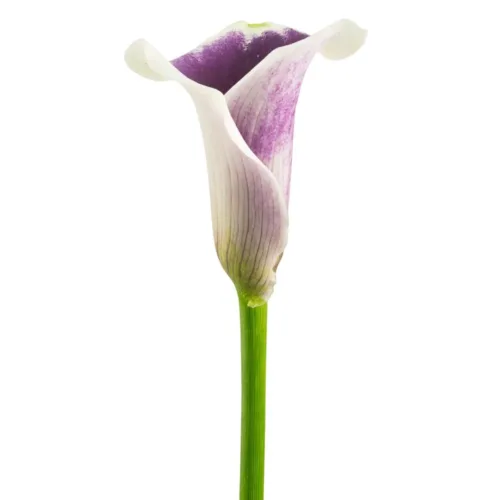 Cala Lily Bicolor1