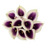 Cala Lily Bicolor
