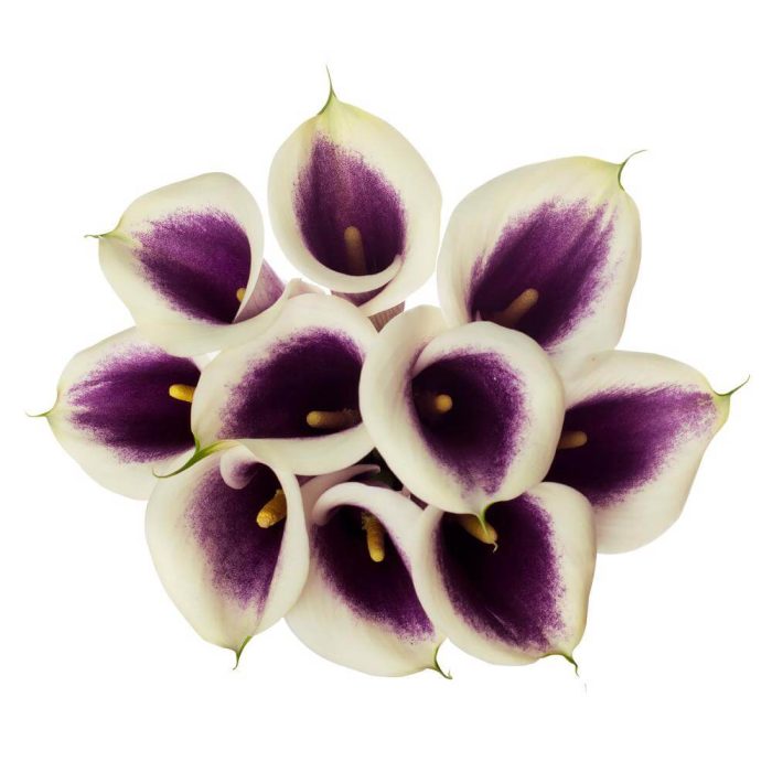 Cala Lily Bicolor