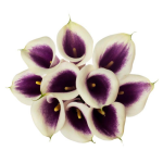 Calla Lily Bicolor