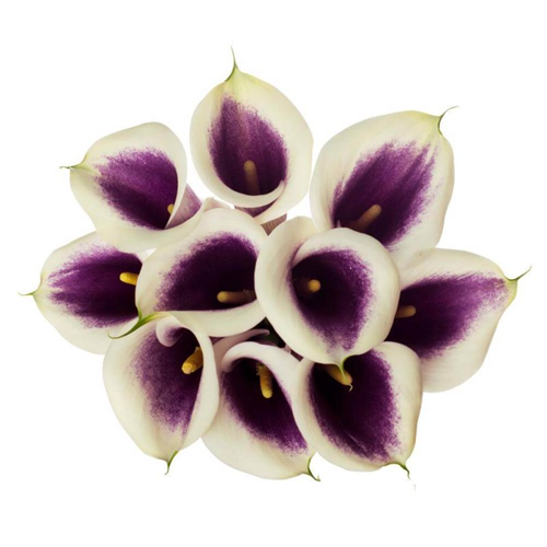 Calla Lily Bicolor