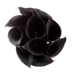 Calla Lily Black1