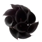 Calla Lily Black11