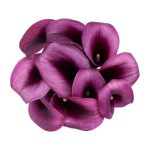 Calla Lily Purple