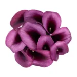 Calla Lily Purple11