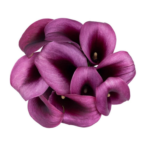Calla Lily Purple