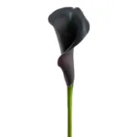 Calla_Lily_Black11
