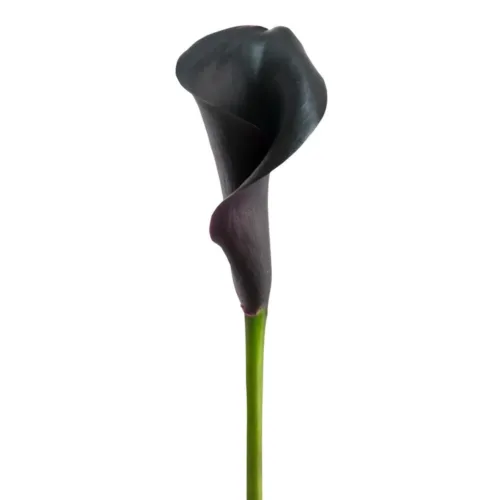 Calla_Lily_Black1