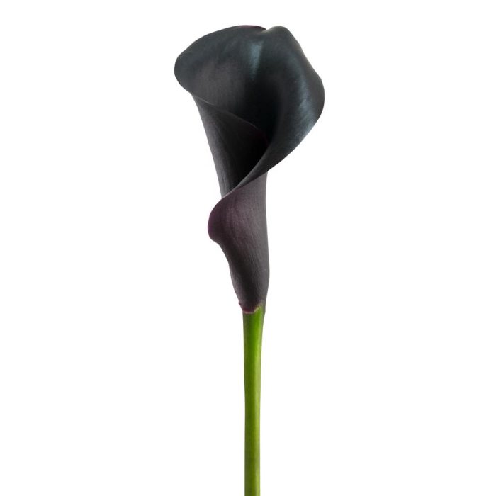 Calla_Lily_Black