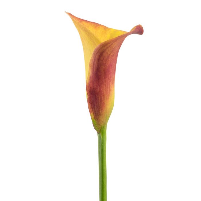 Calla_Lily_Orange