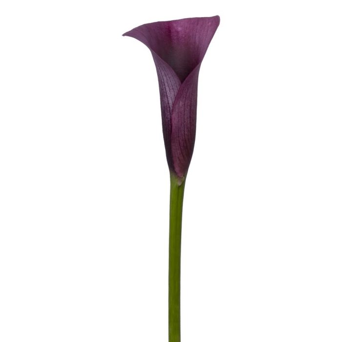 Calla_Lily_Purple