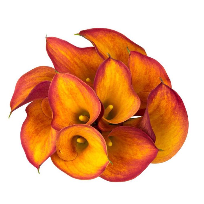Calla Lily Orange