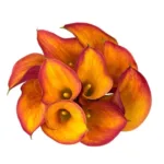 Calla Lily Orange11