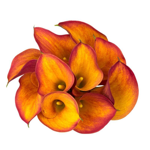 Calla Lily Orange