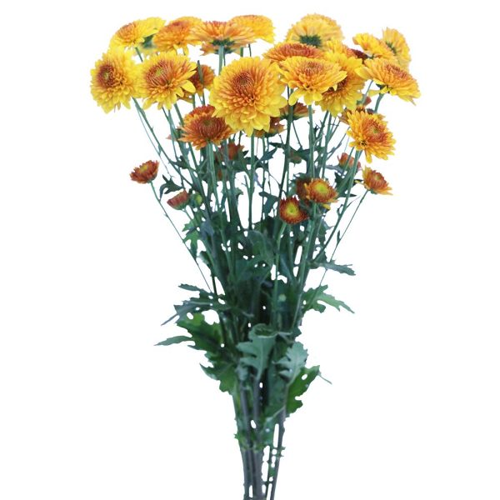 Chrysanthemum Spray Bronze