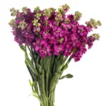 Stocks - Hot Pink11